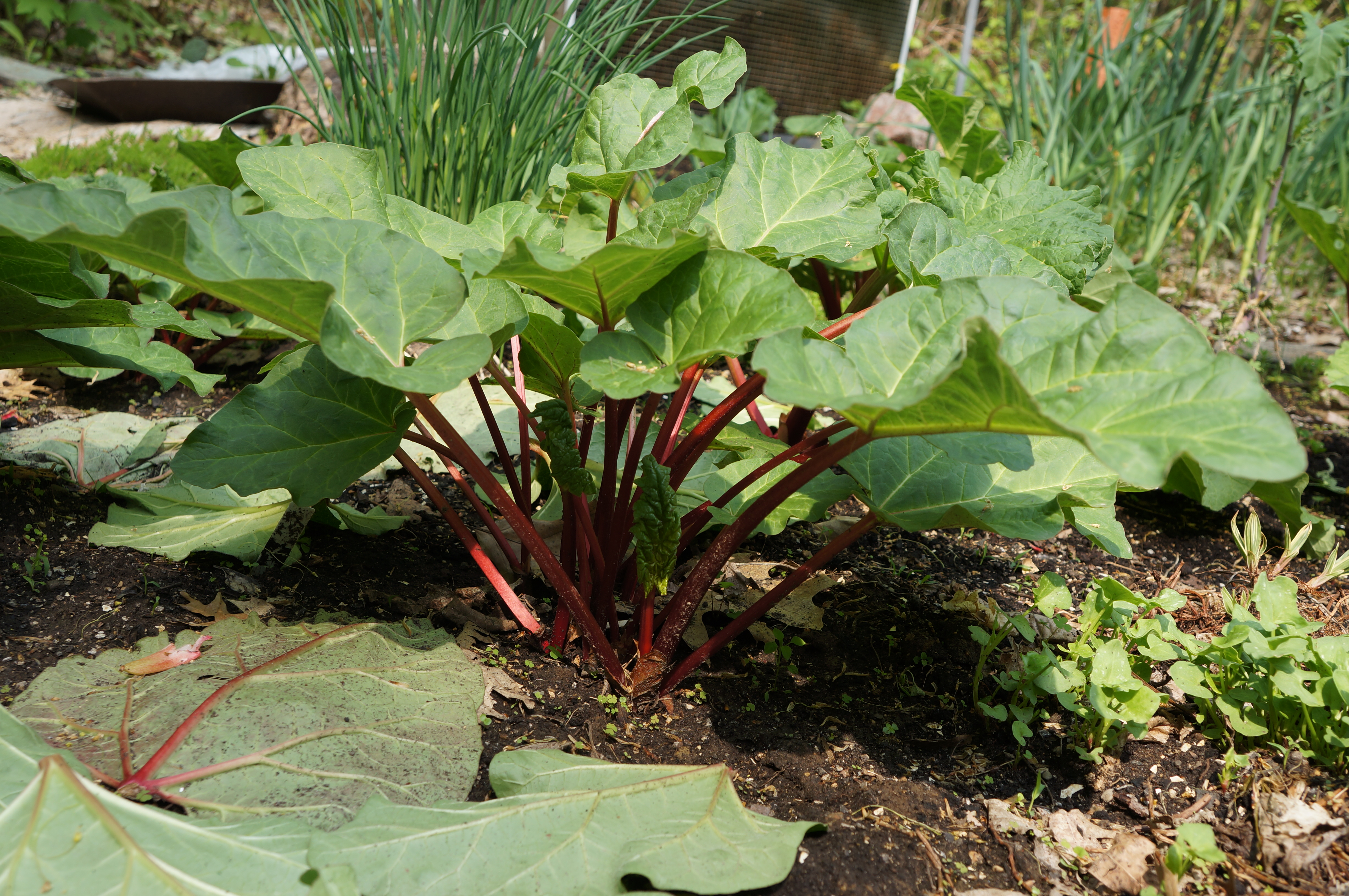 Picture Of Mature Rhubarb Plant 64
